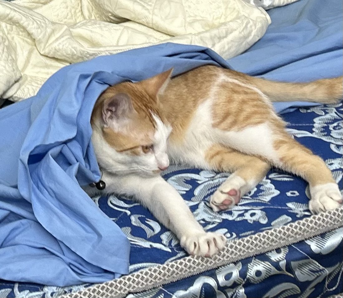Milo, a ginger-and-white cat resting